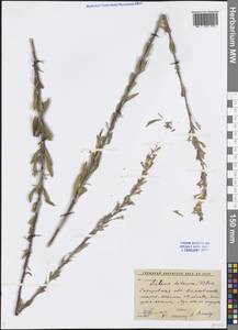 Silene tatarica (L.) Pers., Eastern Europe, Lower Volga region (E9) (Russia)