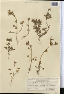 Portulaca oleracea L., Middle Asia, Western Tian Shan & Karatau (M3) (Kazakhstan)