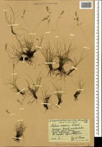 Festuca sommieri Litard., Caucasus, Stavropol Krai, Karachay-Cherkessia & Kabardino-Balkaria (K1b) (Russia)