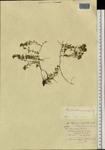 Thymus komarovii Serg., Siberia, Russian Far East (S6) (Russia)