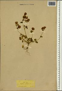 Trifolium globosum L., South Asia, South Asia (Asia outside ex-Soviet states and Mongolia) (ASIA) (Turkey)