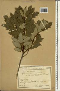 Quercus pubescens Willd. , nom. cons., Crimea (KRYM) (Russia)