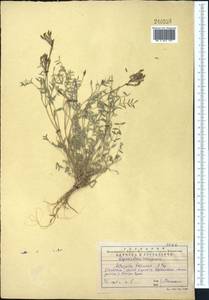 Astragalus bossuensis Popov, Middle Asia, Western Tian Shan & Karatau (M3) (Kazakhstan)