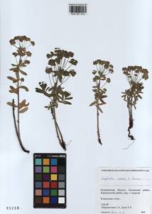 KUZ 001 513, Euphorbia esula subsp. esula, Siberia, Altai & Sayany Mountains (S2) (Russia)