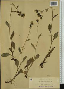 Hieracium jurassicum subsp. pseudalbinum (R. Uechtr.) Gottschl., Western Europe (EUR) (Czech Republic)