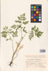 Chaerophyllum bulbosum L., Eastern Europe, Western region (E3) (Russia)