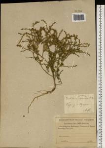 Euclidium syriacum (L.) W. T. Aiton, Eastern Europe, Central forest-and-steppe region (E6) (Russia)