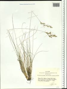 Helictotrichon desertorum (Less.) Pilg., Siberia, Altai & Sayany Mountains (S2) (Russia)