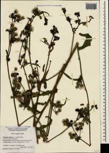 Picris hieracioides subsp. hieracioides, Crimea (KRYM) (Russia)