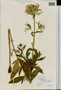 Saponaria officinalis L., Eastern Europe, North-Western region (E2) (Russia)