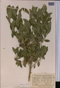 Euonymus velutinus (C. A. Mey.) Fisch. & C. A. Mey., Middle Asia, Kopet Dag, Badkhyz, Small & Great Balkhan (M1) (Turkmenistan)