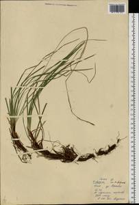 Carex rhizina Blytt ex Lindblom, Eastern Europe, North Ukrainian region (E11) (Ukraine)