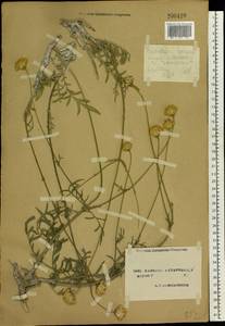 Cephalaria uralensis (Murray) Roem. & Schult., Eastern Europe, North Ukrainian region (E11) (Ukraine)