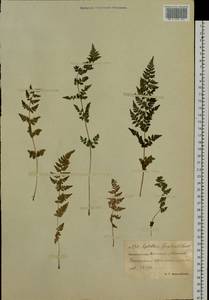 Cystopteris fragilis (L.) Bernh., Siberia, Chukotka & Kamchatka (S7) (Russia)