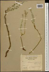 Aethionema cordatum (Desf.) Boiss., Caucasus, Armenia (K5) (Armenia)