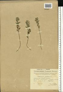 Artemisia pontica L., Eastern Europe, Middle Volga region (E8) (Russia)