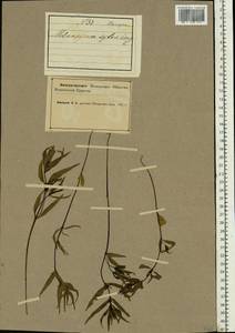 Melampyrum sylvaticum L., Eastern Europe, Northern region (E1) (Russia)
