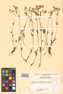 Potentilla stipularis L., Siberia, Chukotka & Kamchatka (S7) (Russia)