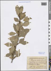 Populus balsamifera L., Eastern Europe, Lower Volga region (E9) (Russia)