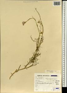 Erucaria hispanica (L.) Druce, South Asia, South Asia (Asia outside ex-Soviet states and Mongolia) (ASIA) (Iran)