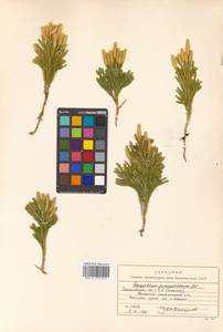 Dendrolycopodium obscurum (L.) A. Haines, Siberia, Russian Far East (S6) (Russia)