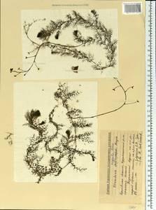 Utricularia ×australis R. Br., Eastern Europe, Volga-Kama region (E7) (Russia)