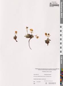 Potentilla uniflora Ledeb., Siberia, Chukotka & Kamchatka (S7) (Russia)