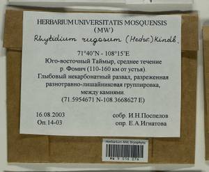 Rhytidium rugosum (Hedw.) Kindb., Bryophytes, Bryophytes - Krasnoyarsk Krai, Tyva & Khakassia (B17) (Russia)