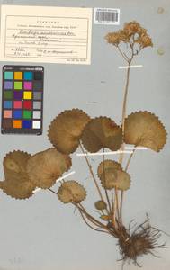 Micranthes manchuriensis (Engl.) Gornall & H. Ohba, Siberia, Russian Far East (S6) (Russia)