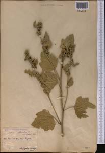 Althaea officinalis L., Middle Asia, Caspian Ustyurt & Northern Aralia (M8) (Kazakhstan)
