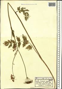 Pimpinella rhodantha Boiss., Caucasus, Azerbaijan (K6) (Azerbaijan)