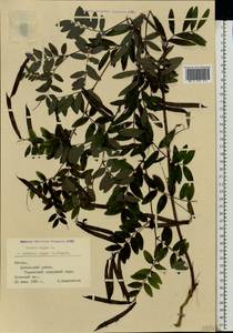 Lathyrus niger (L.)Bernh., Eastern Europe, Latvia (E2b) (Latvia)