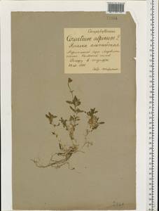 Cerastium alpinum L., Eastern Europe, Northern region (E1) (Russia)