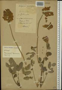 Hedysarum argyrophyllum Ledeb., Eastern Europe, Eastern region (E10) (Russia)