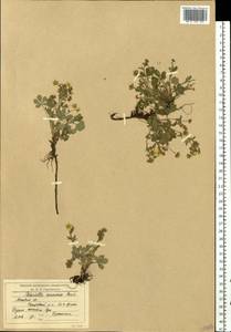 Potentilla cinerea subsp. incana (G. Gaertn., B. Mey. & Scherb.) Asch., Eastern Europe, Moscow region (E4a) (Russia)