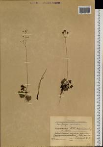Micranthes nelsoniana subsp. aestivalis (Fisch. & C.A.Mey.) Elven & D.F.Murray, Siberia, Yakutia (S5) (Russia)