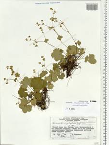 Alchemilla anisopoda Juz., Siberia, Central Siberia (S3) (Russia)