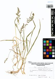 Poa sibirica Roshev., Siberia, Baikal & Transbaikal region (S4) (Russia)