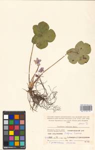 Hepatica nobilis Schreb., Eastern Europe, Moscow region (E4a) (Russia)