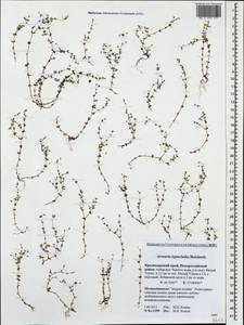 Arenaria leptoclados, Caucasus, Krasnodar Krai & Adygea (K1a) (Russia)