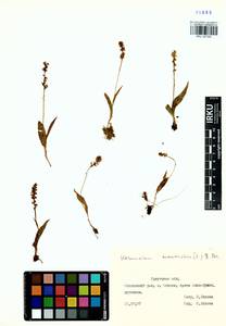 Herminium monorchis (L.) R.Br., Siberia, Baikal & Transbaikal region (S4) (Russia)