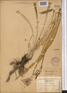 Hemerocallis fulva (L.) L., Middle Asia, Western Tian Shan & Karatau (M3) (Kyrgyzstan)