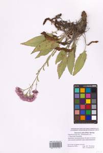 Saussurea salsa (Pall.) Spreng., Eastern Europe, Eastern region (E10) (Russia)