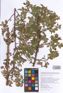 Rosa balsamica Besser, Eastern Europe, Rostov Oblast (E12a) (Russia)
