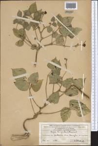 Glycine max (L.)Merr., Middle Asia, Western Tian Shan & Karatau (M3) (Kazakhstan)