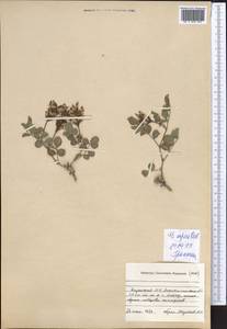 Glycyrrhiza aspera Pall., Middle Asia, Caspian Ustyurt & Northern Aralia (M8) (Kazakhstan)