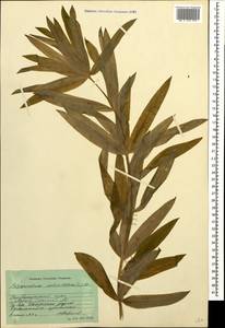 Polygonatum verticillatum (L.) All., Caucasus, Stavropol Krai, Karachay-Cherkessia & Kabardino-Balkaria (K1b) (Russia)