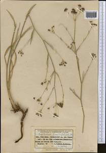Bupleurum exaltatum M.Bieb., Middle Asia, Western Tian Shan & Karatau (M3) (Kyrgyzstan)