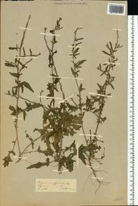 Sisymbrium officinale (L.) Scop., Eastern Europe, Moscow region (E4a) (Russia)