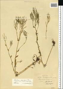 Barbarea vulgaris (L.) W.T.Aiton, Eastern Europe, Eastern region (E10) (Russia)